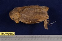 藏品(黃嘴角鴞)的圖片